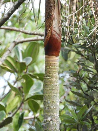 Geonoma undata subsp. edulis