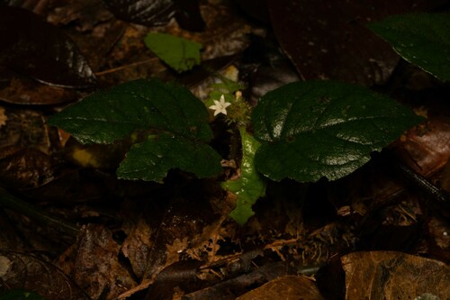 Geophila cordifolia — photo