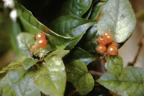 Geophila cordifolia — photo