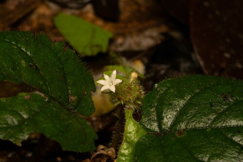 Geophila cordifolia