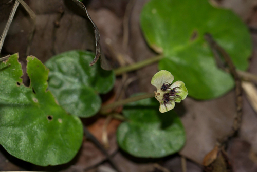 Geophila obvallata — photo