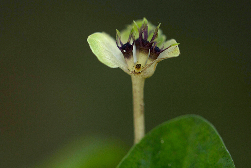 Geophila obvallata — photo