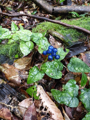 Geophila obvallata