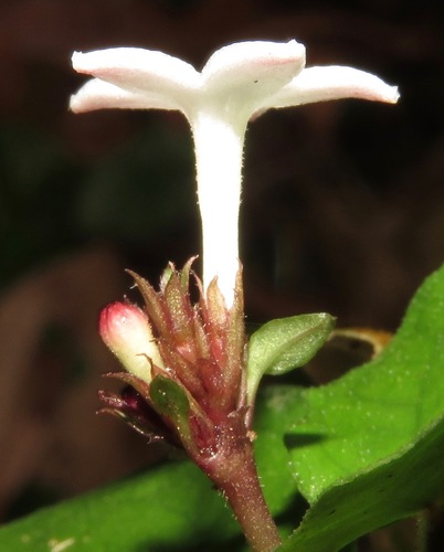 Geophila repens (Caua-piri) — photo