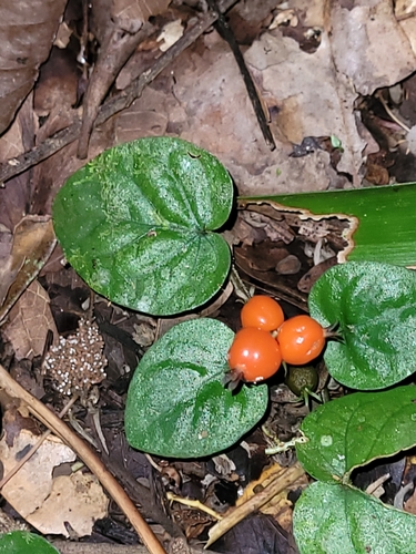 Geophila repens (Caua-piri) — photo
