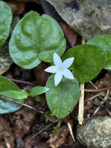 Geophila repens