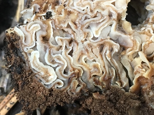 Geopora cooperi (Fuzzy truffle) — photo