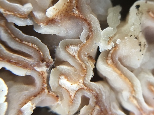 Geopora cooperi (Fuzzy truffle) — photo