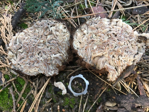 Pyronemataceae