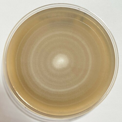 Geotrichum candidum (Lactic oidia) — photo