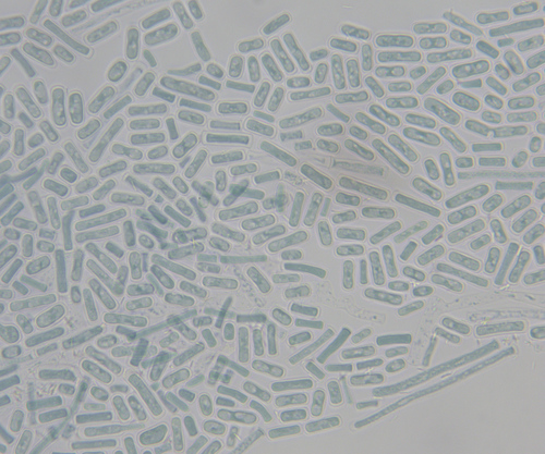 Endomycetaceae