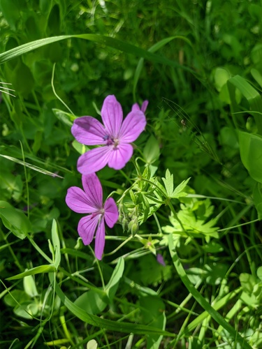 Geranium asphodeloides — photo