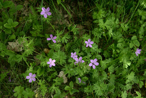 Geranium asphodeloides — photo