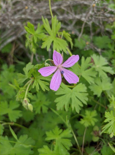 Geranium asphodeloides