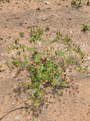 Geranium bicknellii (Bicknell's Cranesbill) — photo