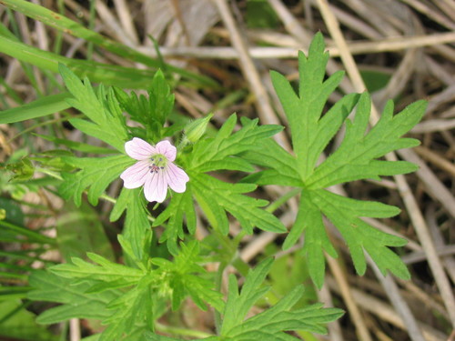Geranium bicknellii