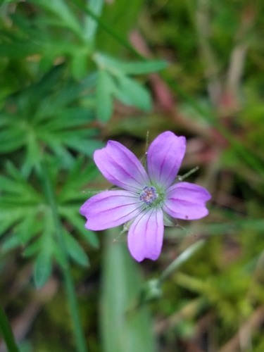 Geranium columbinum — photo