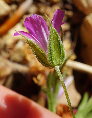 Geranium columbinum — photo