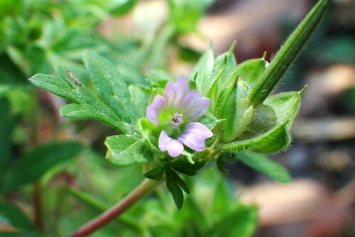 Geranium dissectum (Cut-leafed cranesbill) — photo