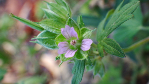 Geranium dissectum (Cut-leafed cranesbill) — photo