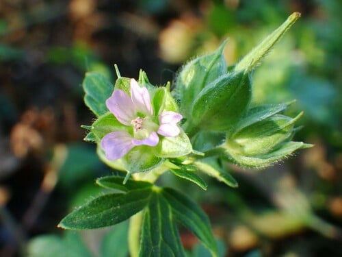 Geranium dissectum