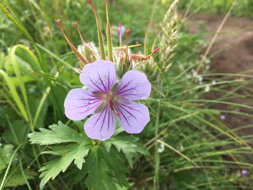 Geranium erianthum (Woolly geranium) — photo