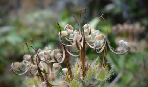 Geranium erianthum (Woolly geranium) — photo