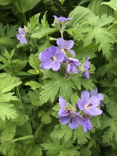 Geranium erianthum