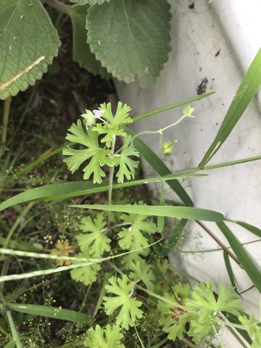 Geranium homeanum (Cranesbill) — photo