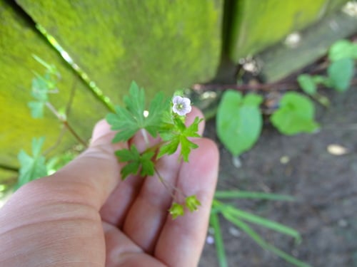 Geranium homeanum (Cranesbill) — photo