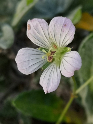 Geranium incanum subsp. nyassense (Carpet geranium) — photo