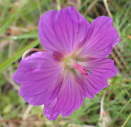 Geranium incanum subsp. nyassense (Carpet geranium) — photo
