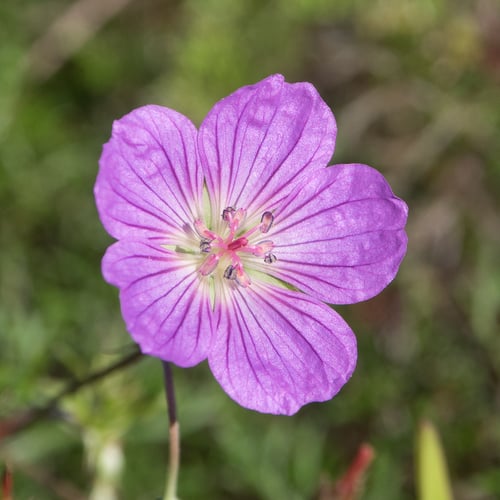 Geranium incanum subsp. nyassense