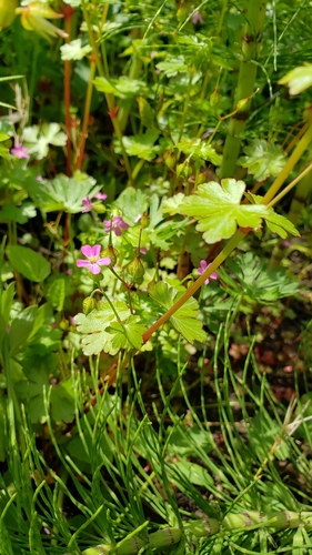 Geranium lucidum — photo