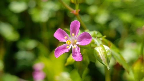 Geranium lucidum — photo