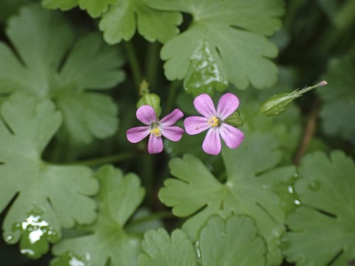 Geranium lucidum