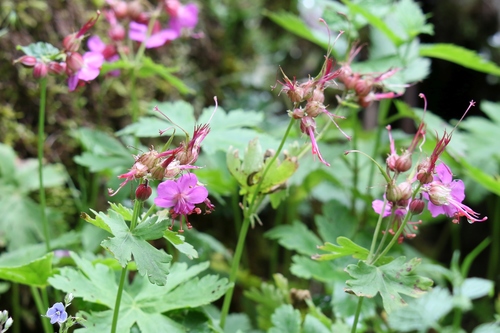 Geranium macrorrhizum (Bulgarian geranium) — photo