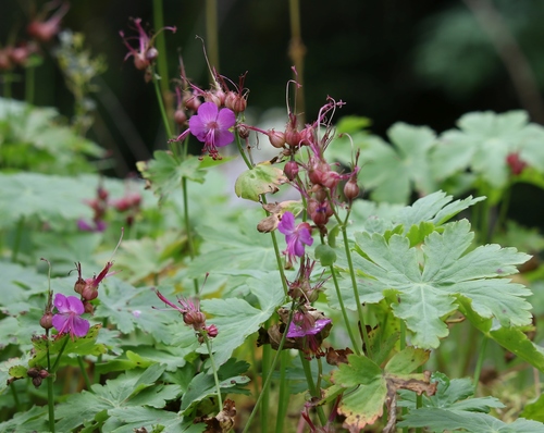 Geranium macrorrhizum (Bulgarian geranium) — photo