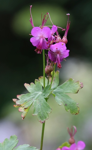 Geranium macrorrhizum