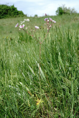 Geranium macrostylum — photo