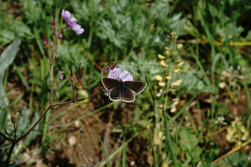 Geranium macrostylum — photo