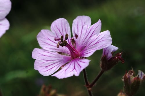 Geranium macrostylum
