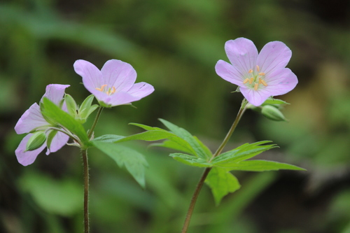 Geranium maculatum — photo