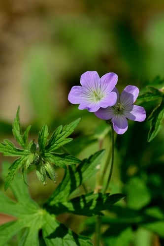 Geranium maculatum