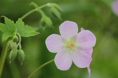 Geranium maculatum — photo