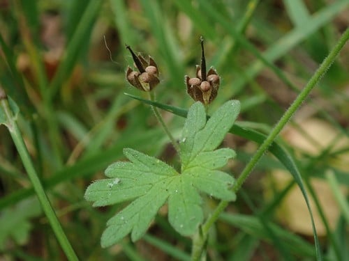 Geranium molle (Dove's-foot crane's-bill) — photo