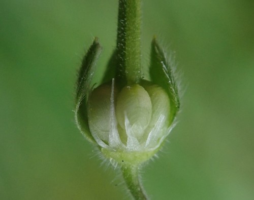 Geranium molle (Dove's-foot crane's-bill) — photo