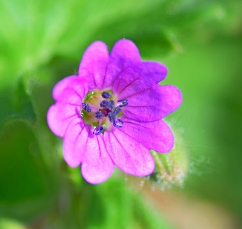 Geranium molle