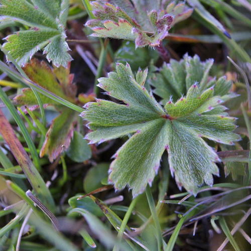 Geranium multisectum — photo