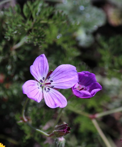 Geranium multisectum